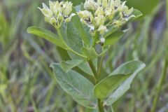 Spider Milkweed, Asclepias viridis