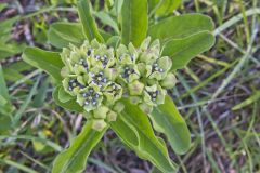 Spider Milkweed, Asclepias viridis