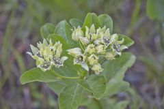 Spider Milkweed, Asclepias viridis