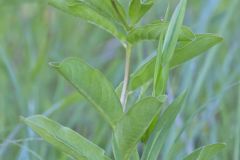 Spider Milkweed, Asclepias viridis