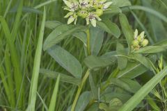 Spider Milkweed, Asclepias viridis