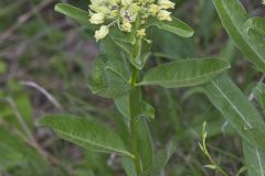Spider Milkweed, Asclepias viridis