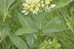 Spider Milkweed, Asclepias viridis