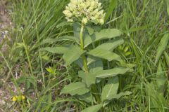 Spider Milkweed, Asclepias viridis