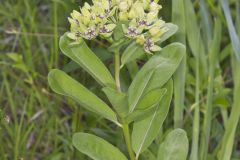 Spider Milkweed, Asclepias viridis