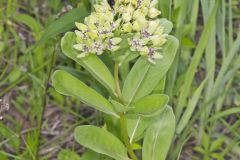 Spider Milkweed, Asclepias viridis