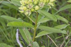 Spider Milkweed, Asclepias viridis