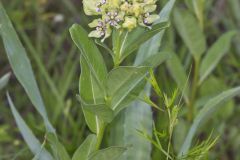 Spider Milkweed, Asclepias viridis
