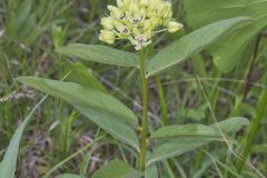 Spider Milkweed, Asclepias viridis