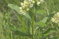 Spider Milkweed, Asclepias viridis