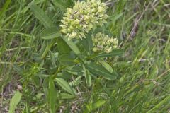 Spider Milkweed, Asclepias viridis