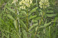 Spider Milkweed, Asclepias viridis