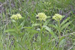 Spider Milkweed, Asclepias viridis