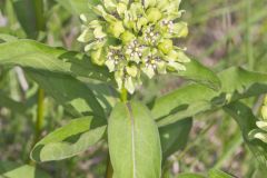 Spider Milkweed, Asclepias viridis