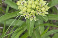 Spider Milkweed, Asclepias viridis