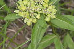 Spider Milkweed, Asclepias viridis