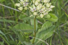 Spider Milkweed, Asclepias viridis