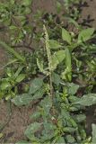Spiny Amaranth, Ameranthus Spinosa