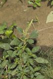Spiny Amaranth, Ameranthus Spinosa