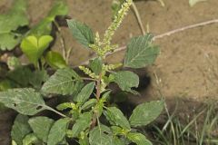 Spiny Amaranth