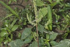 Spiny Amaranth, Ameranthus Spinosa