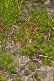 Spoonleaf Sundew, Drosera intermedia