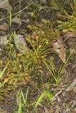 Spoonleaf Sundew, Drosera intermedia