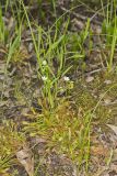 Spoonleaf Sundew, Drosera intermedia
