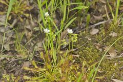 Spoonleaf Sundew