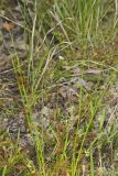 Spoonleaf Sundew, Drosera intermedia