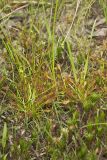 Spoonleaf Sundew, Drosera intermedia