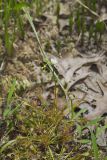 Spoonleaf Sundew, Drosera intermedia