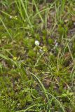 Spoonleaf Sundew, Drosera intermedia