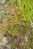 Spoonleaf Sundew, Drosera intermedia