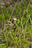 Spoonleaf Sundew, Drosera intermedia