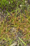 Spoonleaf Sundew, Drosera intermedia