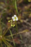 Spoonleaf Sundew, Drosera intermedia