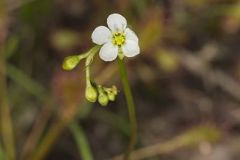 Droseraceae, Sundew Family