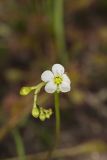 Spoonleaf Sundew, Drosera intermedia