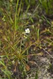 Spoonleaf Sundew, Drosera intermedia