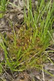 Spoonleaf Sundew, Drosera intermedia