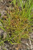Spoonleaf Sundew, Drosera intermedia