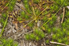 Spoonleaf Sundew, Drosera intermedia