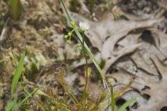 Spoonleaf Sundew, Drosera intermedia