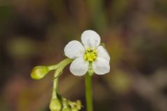 Spoonleaf Sundew, Drosera intermedia