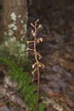 Spotted Coralroot, Corallorhiza maculata