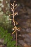 Spotted Coralroot, Corallorhiza maculata