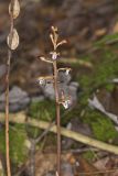 Spotted Coralroot, Corallorhiza maculata