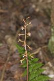 Spotted Coralroot, Corallorhiza maculata