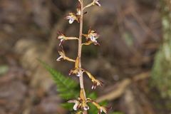 Spotted Coralroot